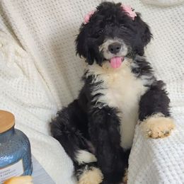 Chick a Dee - Black and white female Bernedoodle puppy in Shiloh, Georgia from Doodle Mountain