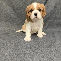 Rose - Blenheim female Cavalier King Charles Spaniel puppy in Fresno, California from CaliCavaliers