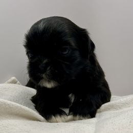 Licorice - Black and white male Shih Tzu puppy in Statesboro, Georgia from Magnolia Small Breeds