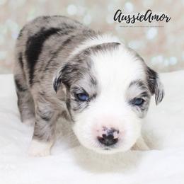 Bi Blue Merle 3 2 blue eyes - Blue merle female Miniature Australian Shepherd puppy in Pinehurst, Texas from Aussie Amor