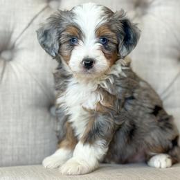 Fall🍁 - male Aussiedoodle puppy in Granbury, Texas from Triple Cross Doodles