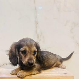 Daphne - Cream female Dachshund puppy in Altus, Oklahoma from Johnson Prairie Pups