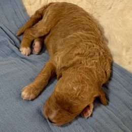 Red abstract male - Red  male Goldendoodle puppy in Colorado Spgs, Colorado from Colorado Springs Doodles