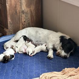 Border Collie and Jack Russell Terrier Puppies from CP FARMS BORDER COLLIES N JACKS CORP