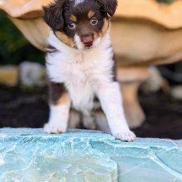 Maple RTF - Red tri Miniature Australian Shepherd puppy in Bonita Springs, Florida from Everts Mini Aussies