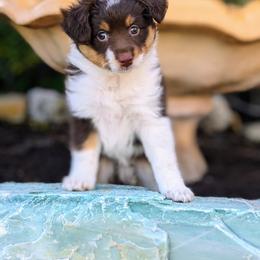 Maple RTF - Red tri Miniature Australian Shepherd puppy in Bonita Springs, Florida from Everts Mini Aussies