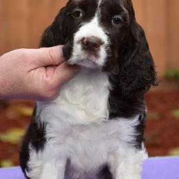 English Springer Spaniel and Labrador Retriever Puppies from Buffie Gonzales
