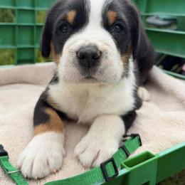 Dark Green - Black, white and red male Greater Swiss Mountain Dog puppy in Oregon City, Oregon from Runamuck's Greater Swiss Mountain Dogs
