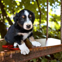 Onyx - Black tri-color male Australian Shepherd puppy in Statesville, North Carolina from Charming Australian Shepherds