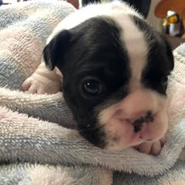 French Bulldog Puppies from JoAnn Kautsky