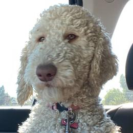 Lucy - Goldendoodle
