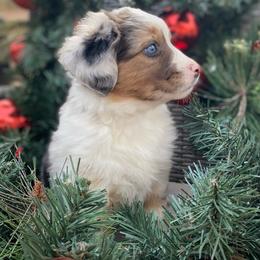 Elsa - Blue merle Miniature Australian Shepherd puppy in Commerce, Georgia from Magnolia Pawz Aussies