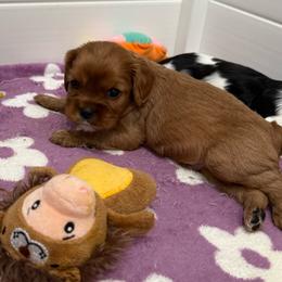 Cooper - Ruby male Cavalier King Charles Spaniel puppy in Ocala, Florida from Ray of Sunshine Spaniels LLC