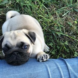 Pug Puppies from Hopestars Pugs