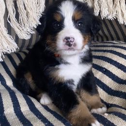 Bernese Mountain Dog Puppies from Blue Ridge Bernese