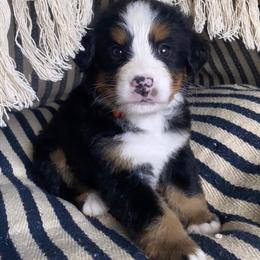 Bernese Mountain Dog Puppies from Blue Ridge Bernese
