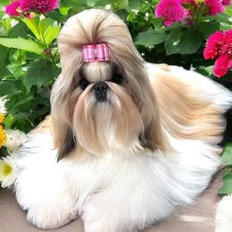 Martini - Shih Tzu