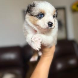 Simon - Blue merle male Miniature Australian Shepherd puppy in Clarkesville, Georgia from North Georgia Gems