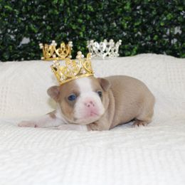 Boston Terrier puppies from Freedom Frenchies N Bostons