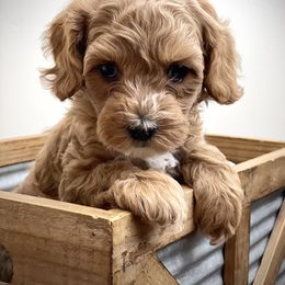 Australian Labradoodle Puppies from Grand Peaks Labradoodles