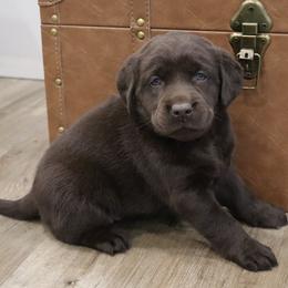 Faith - Chocolate female Labrador Retriever puppy in Camden, Indiana from Camden's Caring Canines
