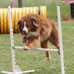 Blaze - Australian Shepherd
