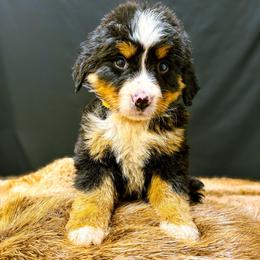 Lulu - Tri-color female Bernese Mountain Dog puppy in Alabama from Dogwood Creek Bernese