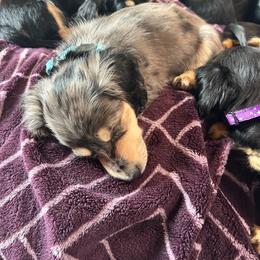 Biscuit - Dapple male Dachshund puppy in Proctor, Montana from Blue Star Dachshunds