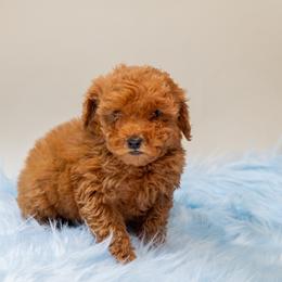 Cooper - Red  male Poodle puppy in Weston, Florida from Miami Toy Poodles