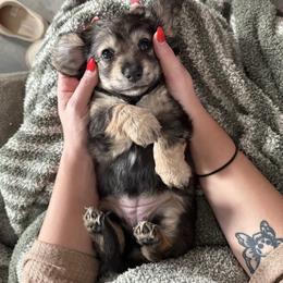 Dachshund All Grown Up from CBL Doxies