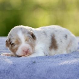 Rmm3 - Red merle male Australian Shepherd puppy in Stephenville, Texas from Diamond H Aussies