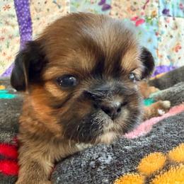 Dwight - Red male Shih Tzu puppy in Hemet, California from Aloha Shih Tzu