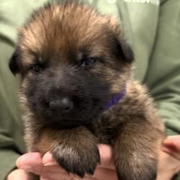 Purple Girl - Sable female German Shepherd puppy in Grantsville, Utah from Vom Haus Denfors K9 - Working German Shepherds