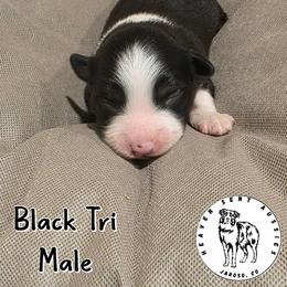 Harlan - Black tri male Miniature Australian Shepherd puppy in Jaroso, Colorado from Heaven Sent Aussies