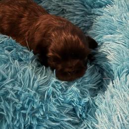 Mocha - Brindle male Shih Tzu puppy in Bluffton, South Carolina from Cuddly Coastal Cuties