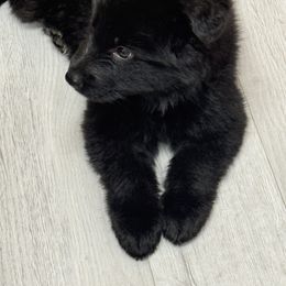 German Shepherd Puppies from Von Kingsburg Shepherds