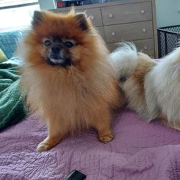 Winston - Pomeranian