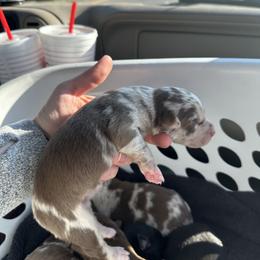 Red Merle Female 2 - 2000 - Red merle female Australian Shepherd puppy in Morristown, Tennessee from Lakeway Farms