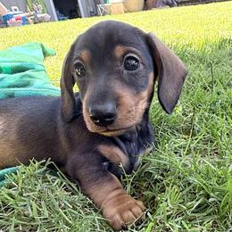 Hershey - Chocolate and tan male Dachshund puppy in Eugene, Oregon from FurEver Home