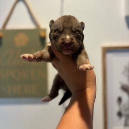 Boy 3 - Agouti and white male Siberian Husky puppy in Pelham, Alabama from Tails & Belles Dog Breeding