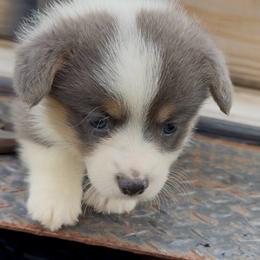 Winona - Blue female Pembroke Welsh Corgi puppy in Sanford, Michigan from Tambali Pembroke Welsh Corgis