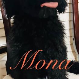 Poodle Puppies from Semmy’s standard Poodle