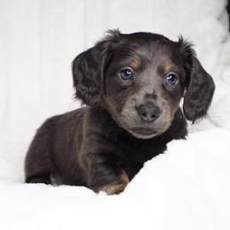 CKC Mike - Gray (blue) male Dachshund puppy in Christiansburg, Virginia from Little Legs Luxury Dachshunds