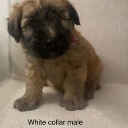 Soft Coated Wheaten Terrier puppies from Arizona Desert Gold Wheatens
