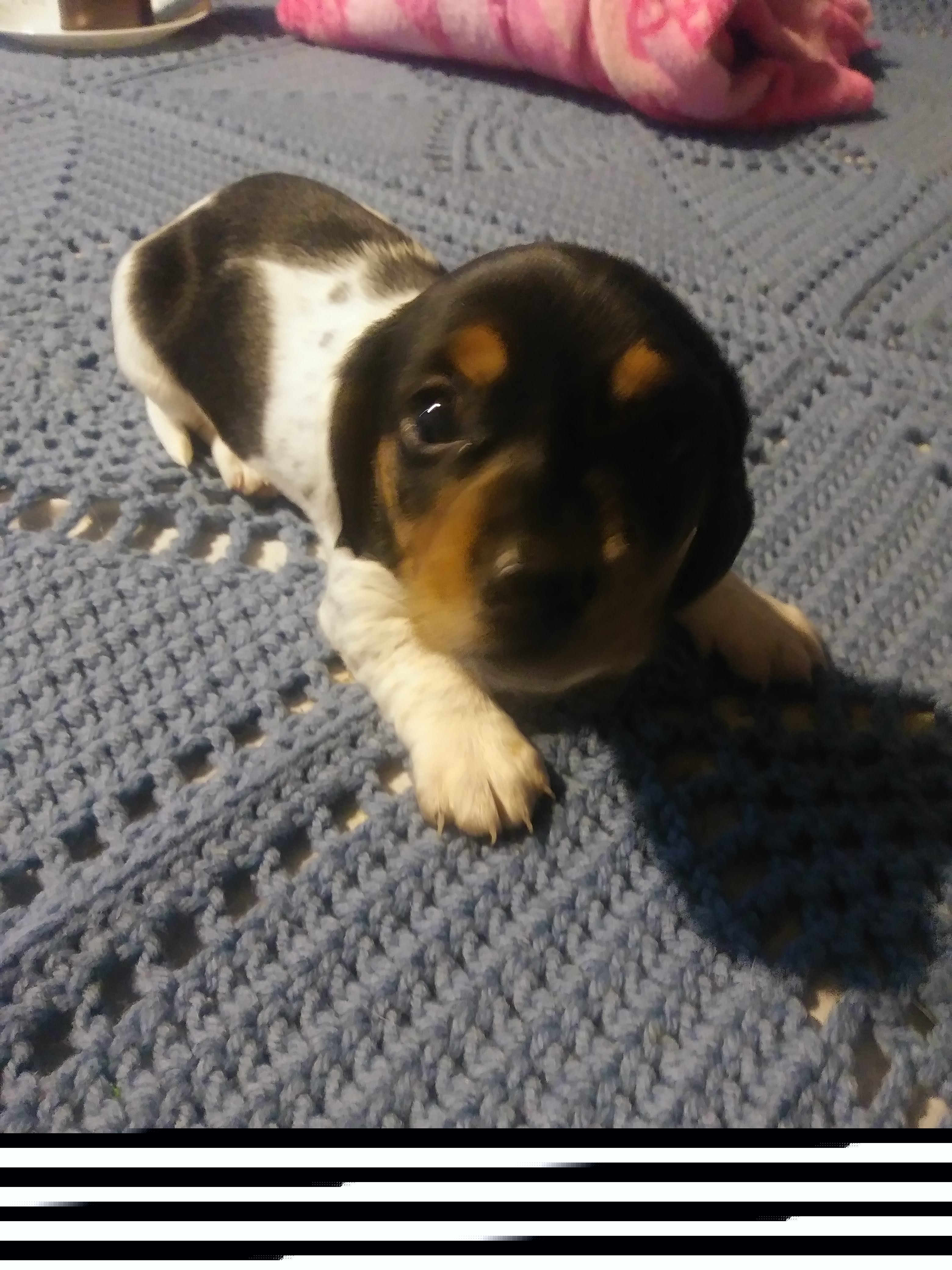 Dachshund Puppies from A&R Dachshund