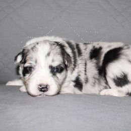 Blot Red collar - Blue merle male Border Collie puppy in Crawfordsville, Indiana from Rescued Dreams Border Collies