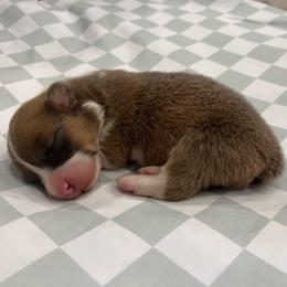 Orion (sable bluie) - Sable and white male American Corgi puppy in Waco, Texas from The Comma Corgis