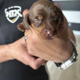 Coco - Chocolate and tan female Dachshund puppy in Tomball, Texas from Gutierrez House of Doxies