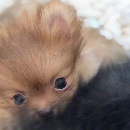 Starla Moon - Chocolate sable female Pomeranian puppy in El Centro, California from BabyBooPoms