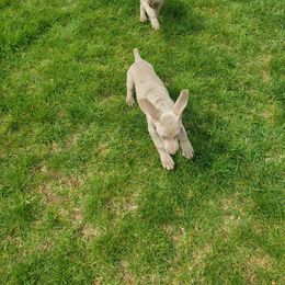 Weimaraner Puppies from Miller's Weimaraners